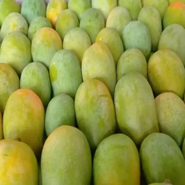 Rasalu Mango 3kg